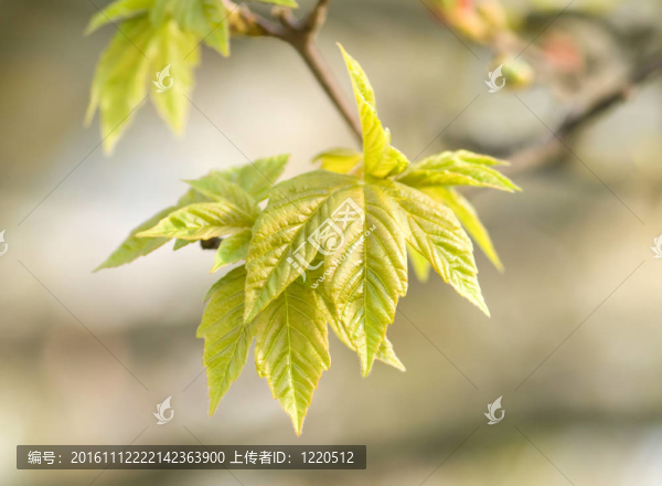 有芽和嫩葉的楓樹(shù)科；宏