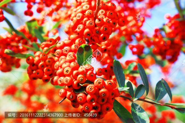漿果