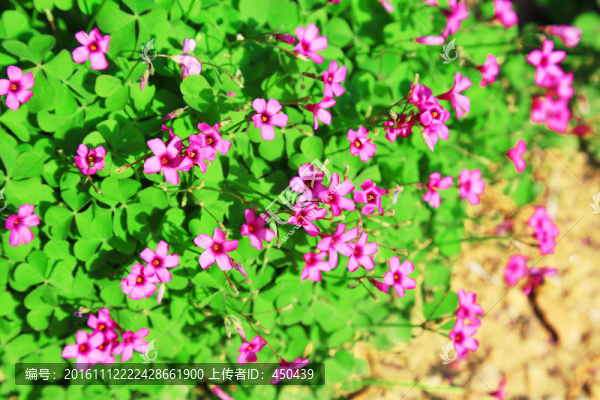 紫色小花