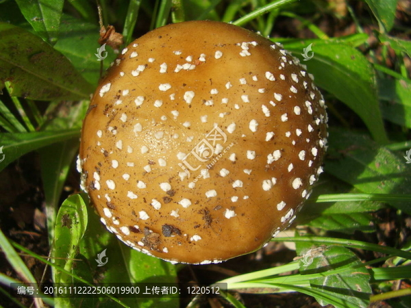 豹斑鵝膏
