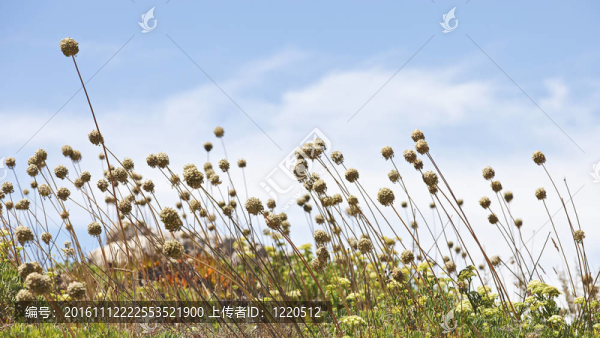 夏花