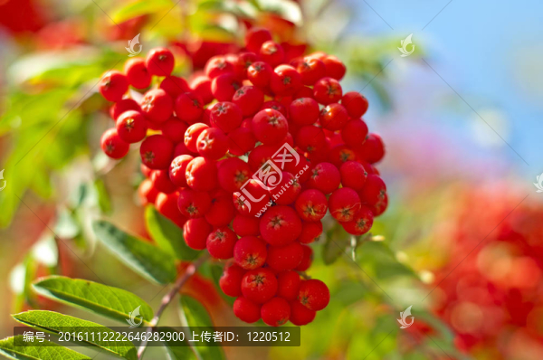 花楸漿果
