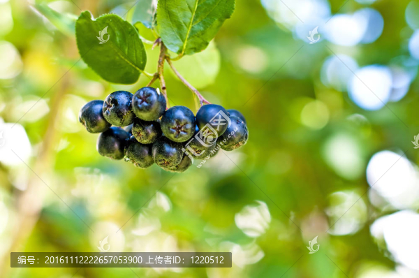 Aronia,berry；Aronia,melanocarpa