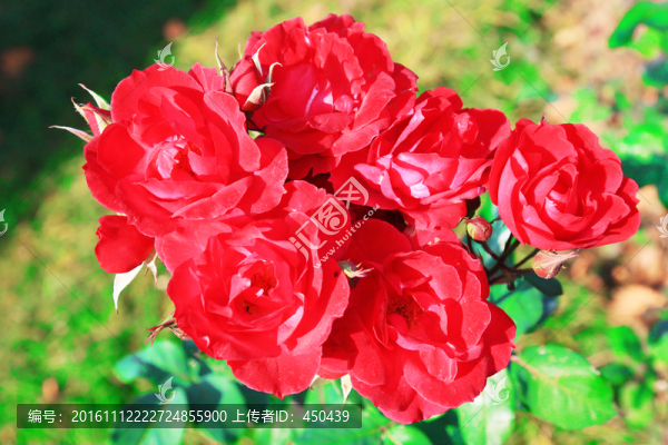 月季花