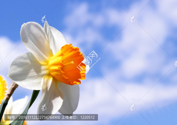春天水仙花
