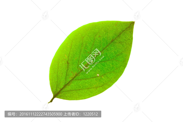 綠色的葉子-匯圖網(wǎng) www.fosd68.com 綠色的葉子