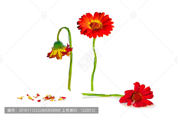 橙色非洲菊