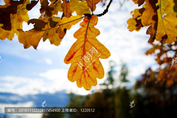 橡樹葉