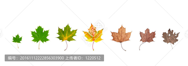 葉片生命周期