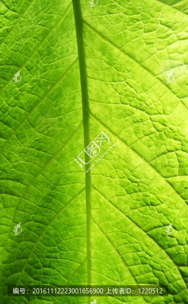 綠色的葉子紋理-匯圖網(wǎng) www.fosd68.com 綠色的葉子紋理