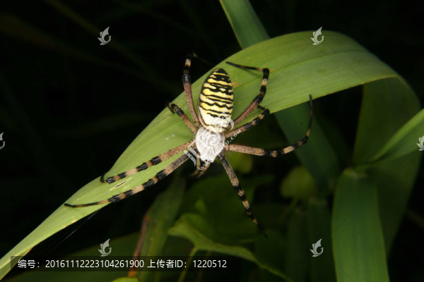 黃蜂蜘蛛（Argiope,bruennichi）