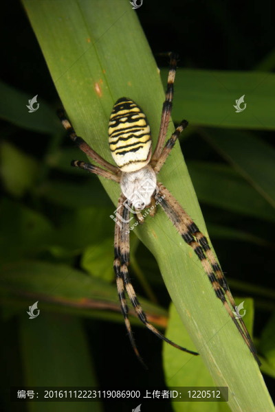 黃蜂蜘蛛（Argiope,bruennichi）