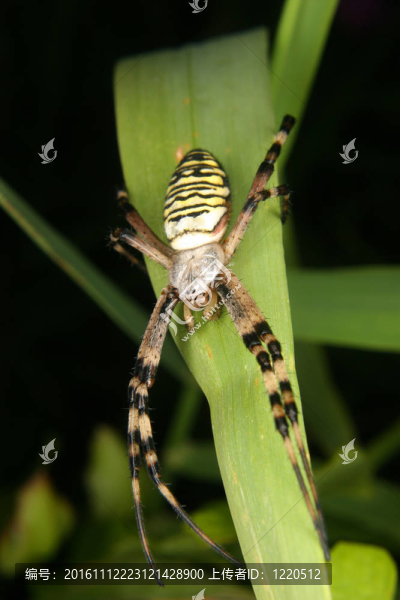 黃蜂蜘蛛（Argiope,bruennichi）