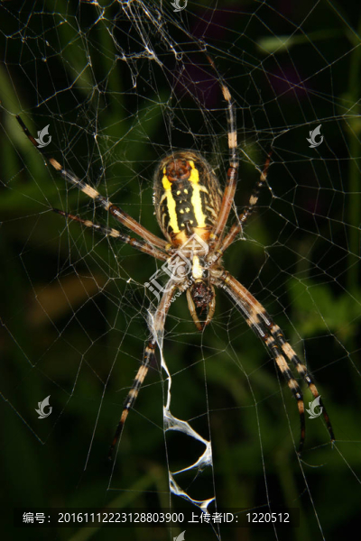 黃蜂蜘蛛（Argiope,bruennichi）