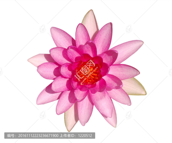 明亮的粉紅色睡蓮花的俯視圖