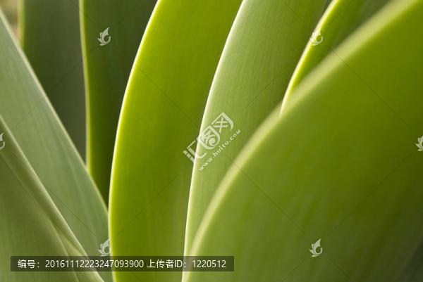 綠色植物近距離