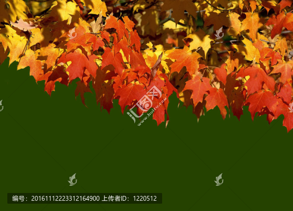 作為裝飾的紅色葉