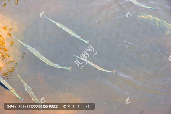 魚