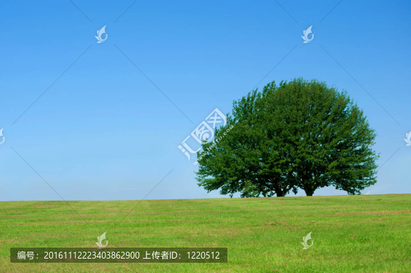 一棵樹