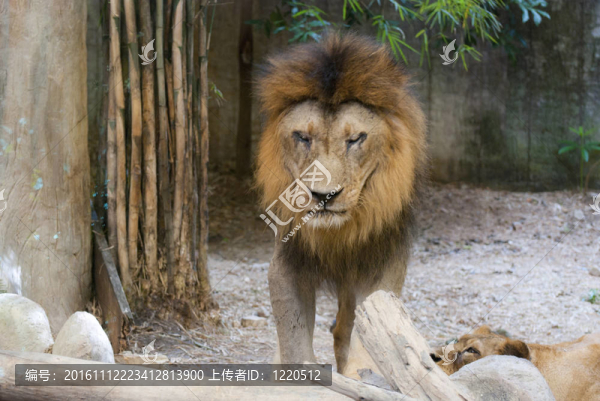 大的雄性獅子