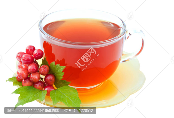 茶莢蒾屬孤立在白色背景