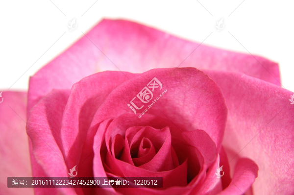 美麗的Pink,Rose