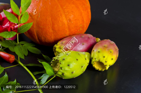 南瓜藤和美國小號