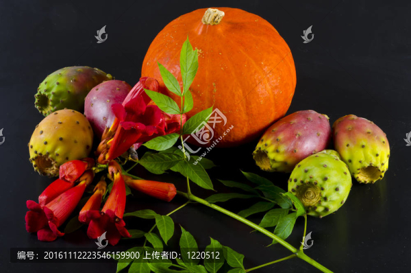 南瓜藤和美國小號