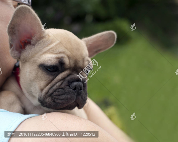 法國斗牛犬