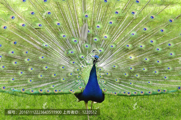 孔雀