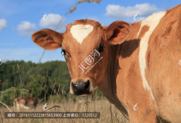 草地上的牛犢