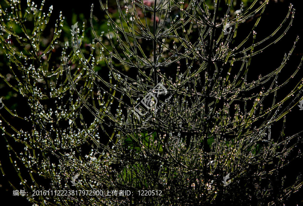 在馬尾巴的露珠