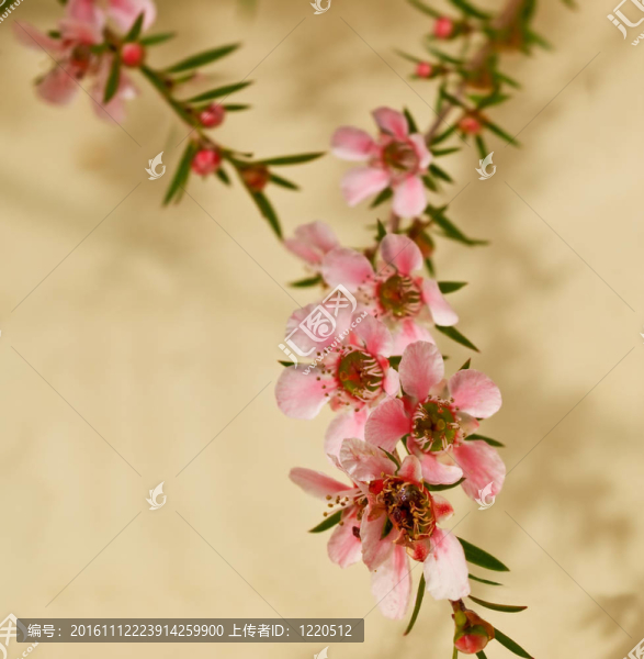 Leptospermum粉紅色級(jí)聯(lián)春天的花朵