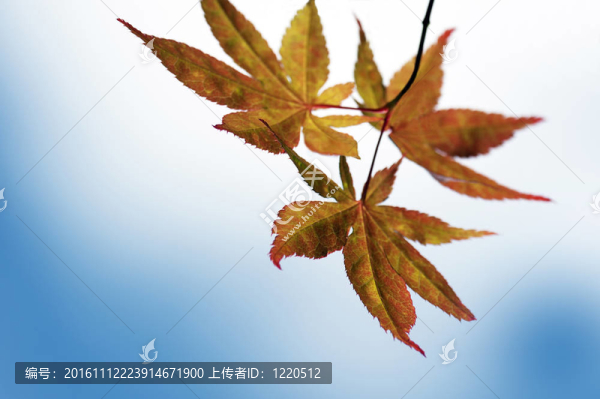 紅色的葉子