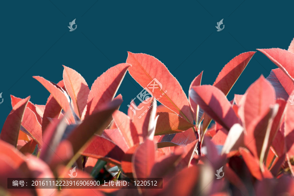 紅色的葉子