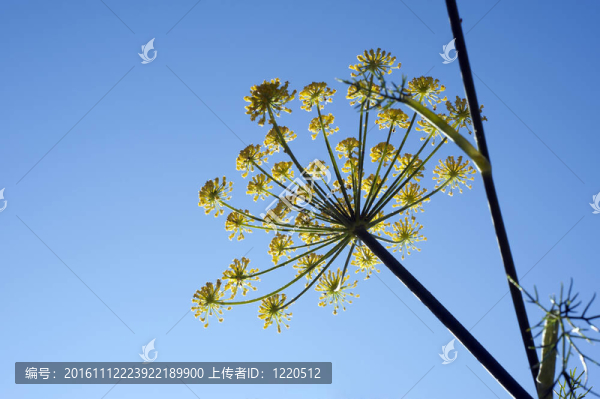 anyz；植物
