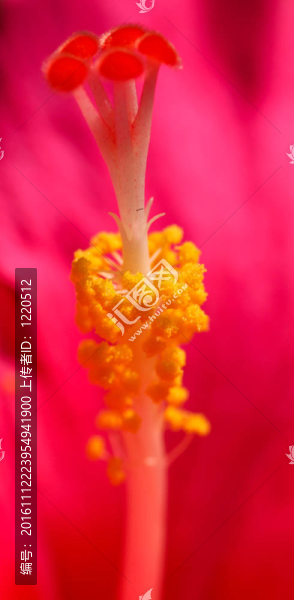 玫瑰花瓣