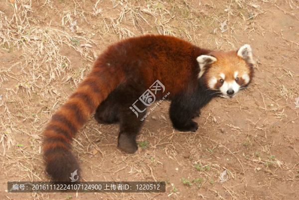 小熊貓
