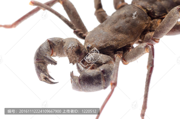 巨鞭蝎蝎