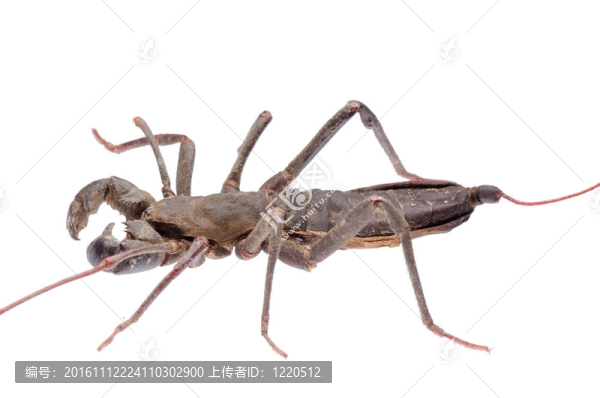 巨鞭蝎蝎