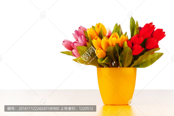 郁金香上的花是白色的