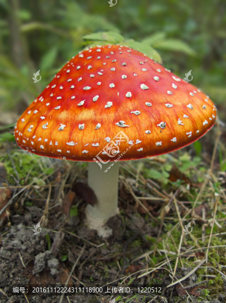 粉木耳