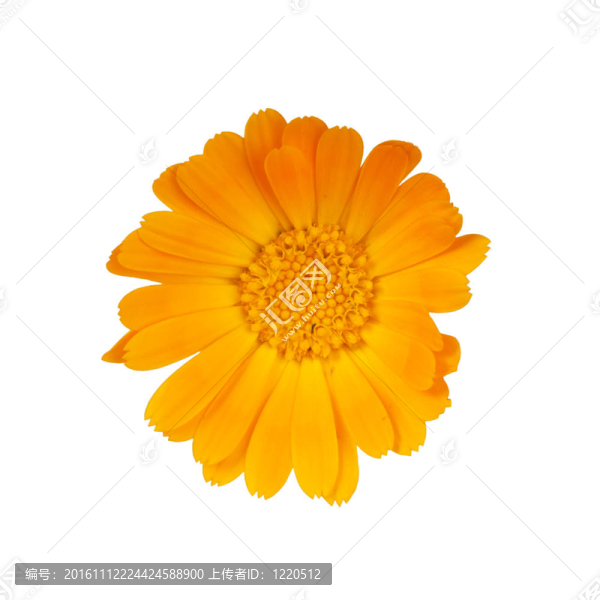 金盞花