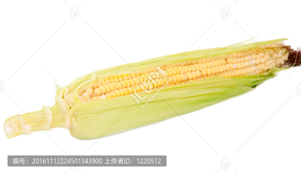 玉米穗