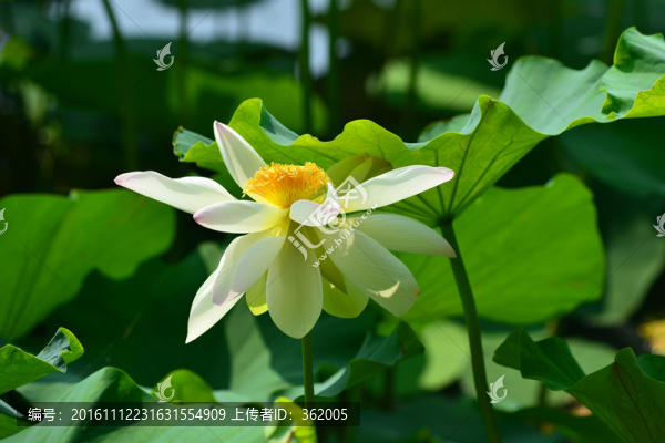 荷花