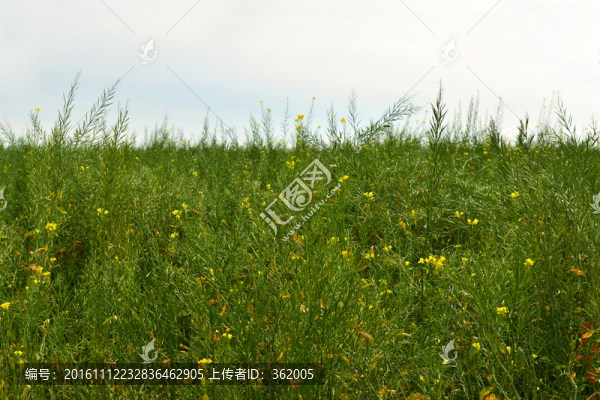 油菜花