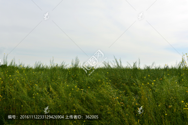 油菜花