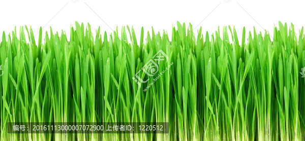 無縫綠色的草