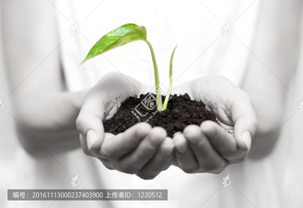 抱著小植物