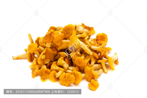 雞油菌